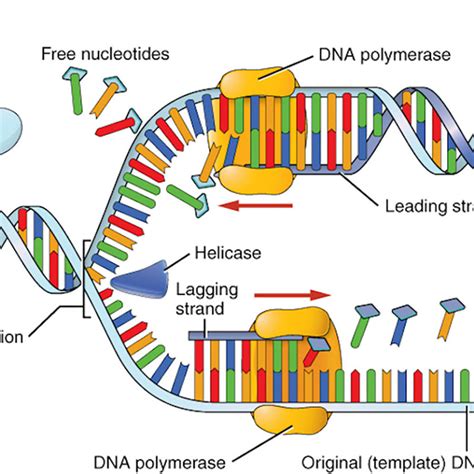 what are the results of dna replication|Molecular Events of DNA Replication .